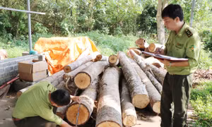 Định Hóa - 'điểm sáng' trong công tác quản lý, bảo vệ rừng ở Thái Nguyên