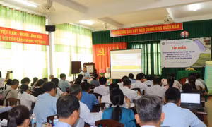 Cần Thơ thúc đẩy sản xuất lúa gạo chất lượng cao, phát thải thấp