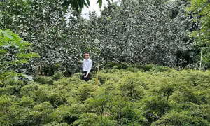 Trà sâm Đinh Lăng Thiên đường: Khác biệt từ cách làm 