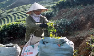 Nâng cao thu nhập cho người dân Bản Bo từ cây chè