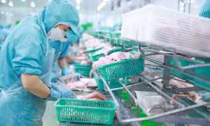 Chỉ dấu IDI trên vùng đất Chín Rồng