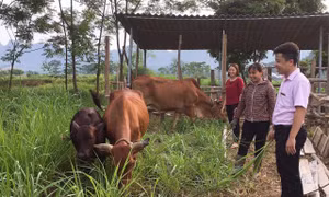 Giảm nghèo bền vững từ nguồn vốn vay ưu đãi