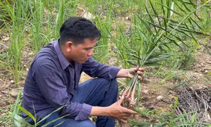 Quảng Ngãi có hơn 61 mô hình ứng dụng hiệu quả khoa học công nghệ ở miền núi