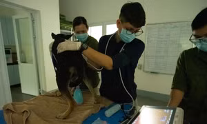 Đóng cửa một nhà hàng và lò mổ thịt mèo ở Thái Bình