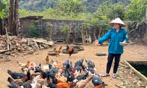 Hiệu quả nguồn vốn chính sách trong giảm nghèo ở Quỳ Hợp