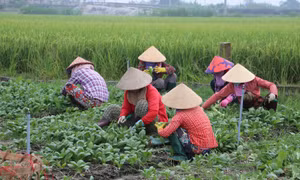 Thị xã Gò Công (tỉnh Tiền Giang): Giảm nghèo bằng nhiều nội dung, hình thực tích cực
