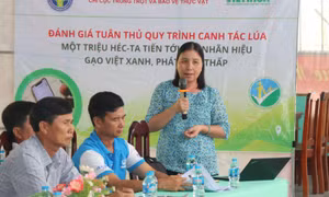 Cần Thơ thúc đẩy sản xuất lúa gạo chất lượng cao, phát thải thấp
