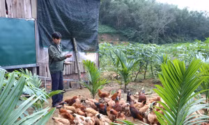 Mô hình kinh tế trang trại gò đồi: Đòn bẩy giảm nghèo bền vững tại xã Thiện Tín
