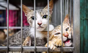 Vấn nạn từ đặc sản 'Tiểu hổ'
