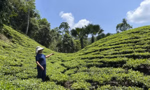 Mô hình trồng chè mở ra cơ hội thoát nghèo cho đồng bào DTTS
