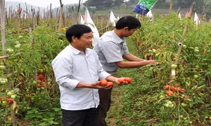 Tập trung phát triển sản xuất gắn với xây dựng nông thôn mới ở Thành Long