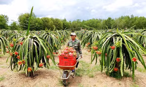 Xuân Lộc trở thành huyện nông thôn mới nâng cao đầu tiên cả nước 
