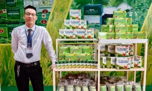 Trồng dược liệu thìa canh nâng cao sinh kế cho đồng bào DTTS
