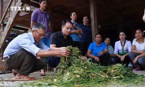 Chuyện sau khi dân bản Mường Nhé học nghề