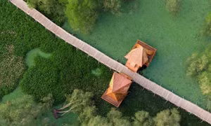 Chiêm ngưỡng 'mùa hè xanh' ở Trà Sư