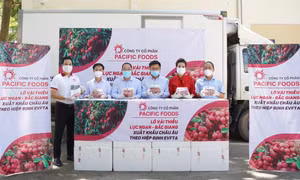 Pacific Foods tiếp tục xuất khẩu chính ngạch vào EU lô vải thiều Lục Ngạn