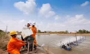 Ngành điện miền Nam: Nhiều hoạt động thiết thực tri ân khách hàng