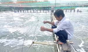 Đồng Nai phát triển nuôi thủy sản theo hướng bền vững