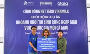 Vinamilk khoanh nuôi tái sinh 25ha rừng ngập mặn Cà Mau