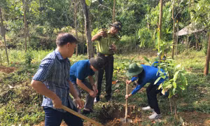 Yên Bái: Thu tiền ủy chi trả dịch vụ môi trường rừng hơn 120 tỷ đồng