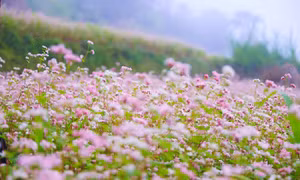 Biên cương mùa hoa tam giác mạch