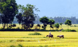 Hồn quê
