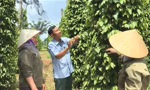 Người cựu chiến binh gương mẫu Ngô Công Đoan