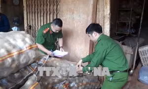 Lại phát hiện khoai tây Trung Quốc trộn đất đỏ thành khoai Đà Lạt 