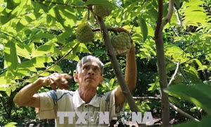 Xây dựng thương hiệu 'Na Mai Sơn'