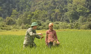 Đồng bào Rục và cánh đồng vàng nơi đại ngàn Trường Sơn 