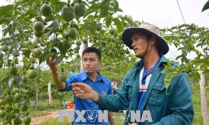 Làm giàu trên vùng đất khó Cư Elang 