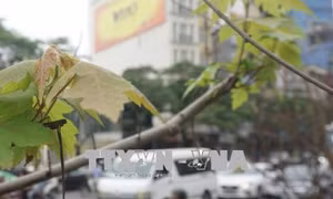 Hà Nội nỗ lực phủ xanh đô thị 