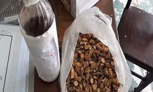 Nghệ An: Xác định nguyên nhân tử vong do uống rượu ngâm rễ, củ cây rừng