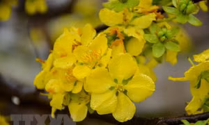 Mai vàng Yên Tử