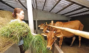 Chế độ ăn cho bò