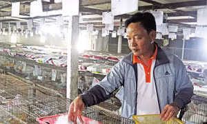 Thức ăn và dinh dưỡng cho thỏ