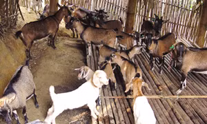 Cách nuôi dê con từ 1-3 tháng tuổi