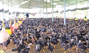 Kỹ thuật chăn nuôi và phòng trị bệnh cho gà