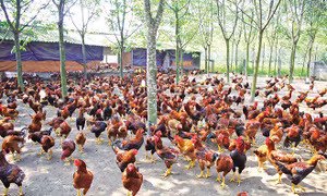 Kỹ thuật chăm sóc, nuôi dưỡng gà thả vườn
