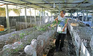 Ba giai đoạn quan trọng vỗ béo thỏ