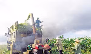 Kỹ thuật ủ cây ngô sinh khối để làm thức ăn chăn nuôi