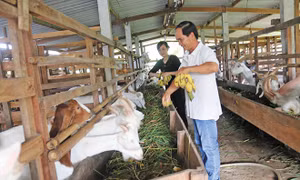 Kỹ thuật làm chuồng trại nuôi dê