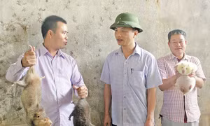 Nhiều nông dân làm giàu bằng nghề nuôi dúi
