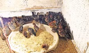 Cách trộn thức ăn cho gà ta