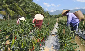 Kỹ thuật trồng và chăm sóc cây ớt