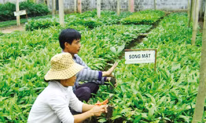 Kỹ thuật trồng cây Song Mật