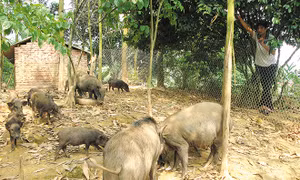 Mô hình nuôi lợn rừng