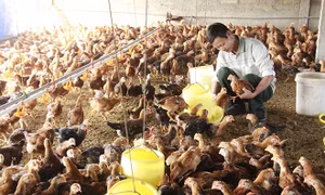 Kỹ thuật nuôi gà Mông
