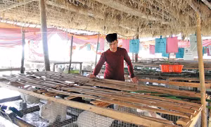 Kinh nghiệm làm chuồng trại nuôi thỏ