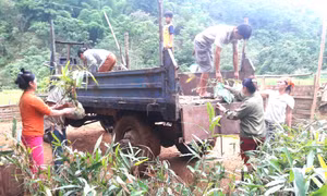 Cách chọn tạo cây giống ba kích
